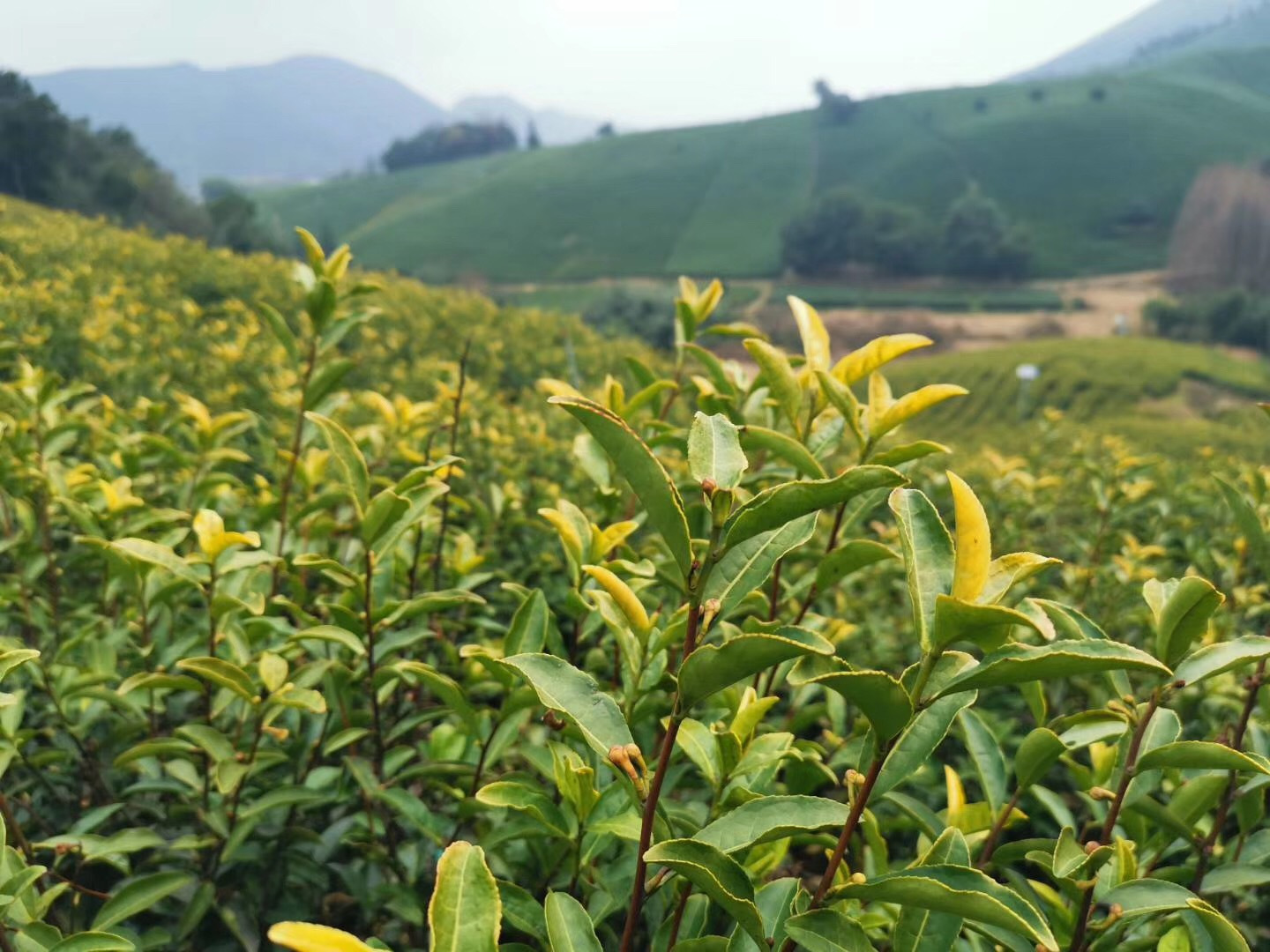 黄金芽:茶叶界的一朵“奇葩”